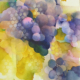 Berlinson Elixir_Aquarell_2025_38x56c